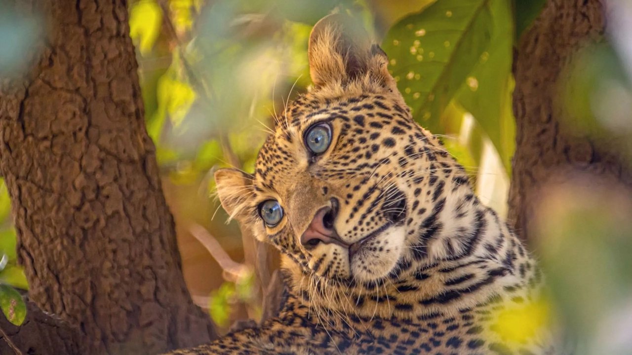The Leopard Legacy Movie Screenshot 1