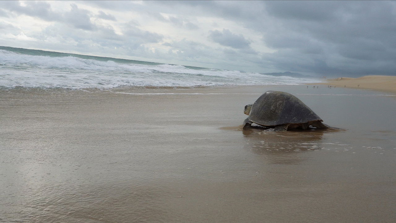 Return: Saving Turtles Movie Screenshot 3